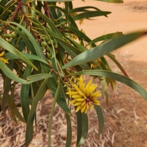 Unidentified Other Shrub (TBC) at suppressed by AaronClausen