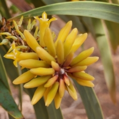 Persoonia falcata at Gibb, WA - 29 Sep 2022 09:31 AM