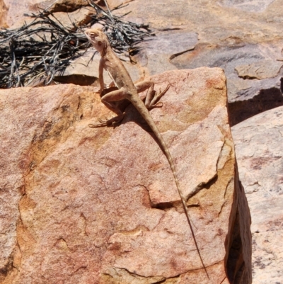 Unidentified Dragon at Durack, WA - 28 Sep 2022 by AaronClausen