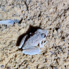 Unidentified Frog (TBC) at Durack, WA - 28 Sep 2022 by AaronClausen