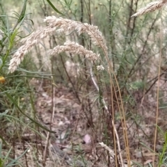 Holcus lanatus (Yorkshire Fog) at Wanniassa Hill - 21 Feb 2023 by KumikoCallaway