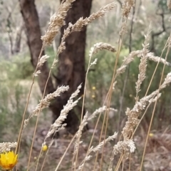 Holcus lanatus at Fadden, ACT - 22 Feb 2023