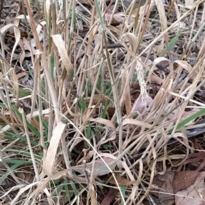 Holcus lanatus at Fadden, ACT - 22 Feb 2023