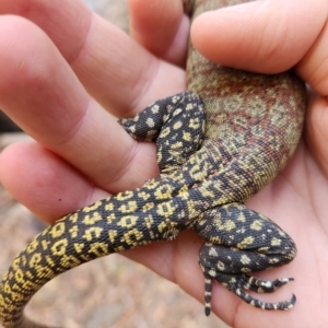 Varanus glauerti at Durack, WA - 27 Sep 2022