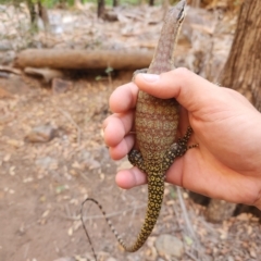 Varanus glauerti at Durack, WA - 27 Sep 2022