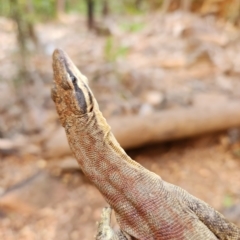 Varanus glauerti at Durack, WA - suppressed