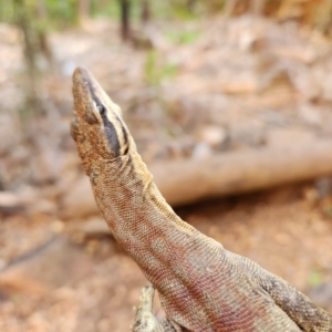 Varanus glauerti at Durack, WA - 27 Sep 2022