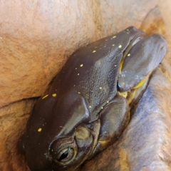 Unidentified Frog (TBC) at Durack, WA - 27 Sep 2022 by AaronClausen