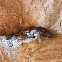 Litoria splendida at Durack, WA - 27 Sep 2022 12:54 PM