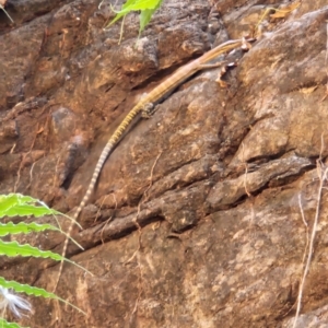 Varanus glauerti at Durack, WA - 27 Sep 2022