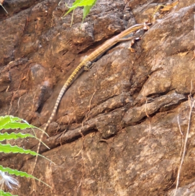 Unidentified Monitor/Gecko at Durack, WA - 26 Sep 2022 by AaronClausen