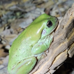 Litoria caerulea (Green Tree Frog) at Durack, WA - 26 Sep 2022 by AaronClausen