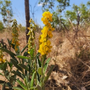 Crotalaria novae-hollandiae at Durack, WA - 26 Sep 2022 12:29 PM