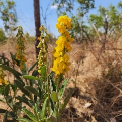 Unidentified Other Wildflower or Herb (TBC) at Durack, WA - 26 Sep 2022 by AaronClausen