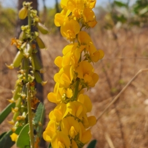 Crotalaria novae-hollandiae at Durack, WA - 26 Sep 2022 12:29 PM