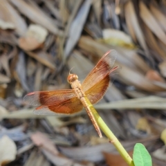 Neurothemis stigmatizans (Painted Grasshawk) at Durack, WA - 26 Sep 2022 by AaronClausen