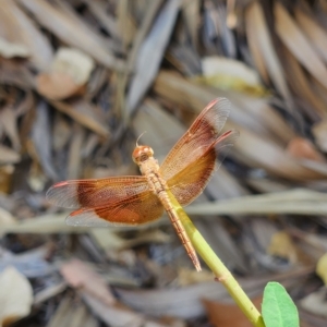 Neurothemis stigmatizans at Durack, WA - 26 Sep 2022 10:17 AM