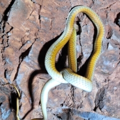 Dendrelaphis punctulatus (Green Tree Snake) at Kununurra, WA - 21 Sep 2022 by AaronClausen