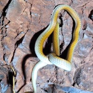 Dendrelaphis punctulatus at Kununurra, WA - 21 Sep 2022