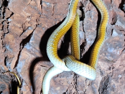 Unidentified Snake (TBC) at Kununurra, WA - 20 Sep 2022 by AaronClausen