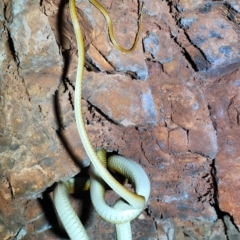 Dendrelaphis punctulatus at Kununurra, WA - 21 Sep 2022 09:54 AM