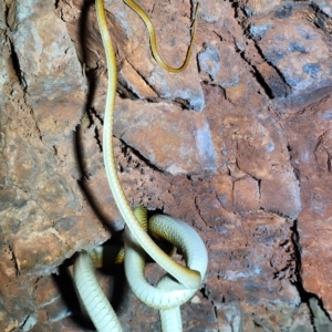 Dendrelaphis punctulatus at Kununurra, WA - 21 Sep 2022