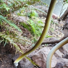 Dendrelaphis punctulatus (Green Tree Snake) at Kununurra, WA - 20 Sep 2022 by AaronClausen