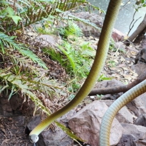 Dendrelaphis punctulatus at Kununurra, WA - 21 Sep 2022