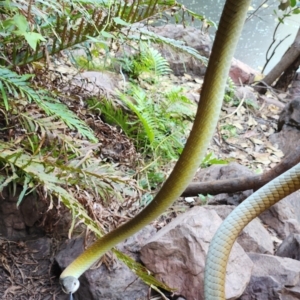 Unidentified Snake (TBC) at suppressed by AaronClausen
