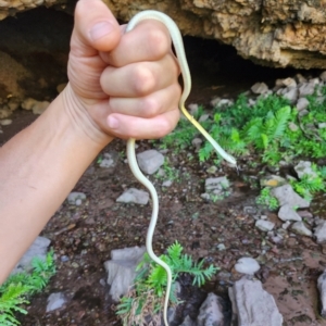 Dendrelaphis punctulatus at Kununurra, WA - 21 Sep 2022