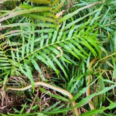 Dendrelaphis punctulatus at Kununurra, WA - 21 Sep 2022 09:41 AM