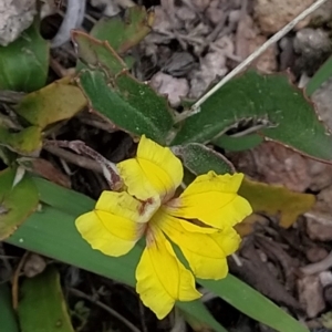 Goodenia hederacea subsp. hederacea at Fadden, ACT - 22 Feb 2023