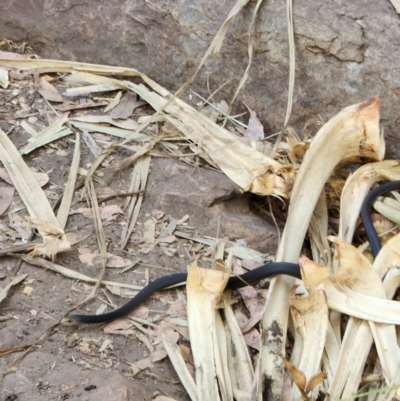 Unidentified Snake at Kununurra, WA - 20 Sep 2022 by AaronClausen
