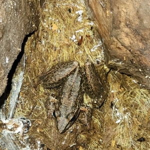 Unidentified Frog (TBC) at suppressed by AaronClausen