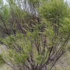 Cassinia sifton (Sifton Bush, Chinese Shrub) at Wanniassa Hill - 21 Feb 2023 by KumikoCallaway