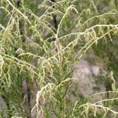 Cassinia sifton at Fadden, ACT - 22 Feb 2023 10:26 AM