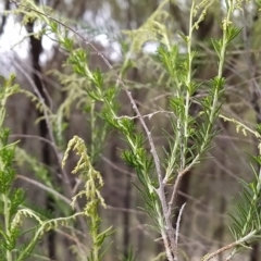 Cassinia sifton at Fadden, ACT - 22 Feb 2023 10:26 AM