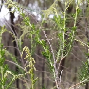 Cassinia sifton at Fadden, ACT - 22 Feb 2023