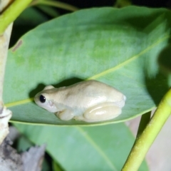 Unverified Frog at Kununurra, WA - 19 Sep 2022 by AaronClausen