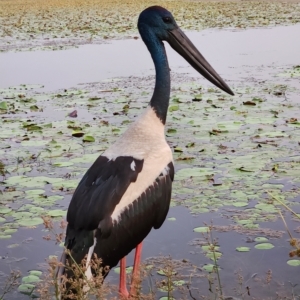 Ephippiorhynchus asiaticus at Kununurra, WA - 19 Sep 2022