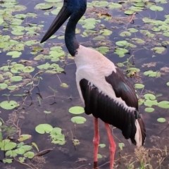 Ephippiorhynchus asiaticus at Kununurra, WA - suppressed