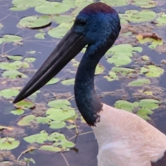 Ephippiorhynchus asiaticus at Kununurra, WA - suppressed