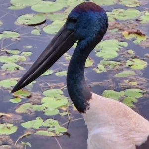 Ephippiorhynchus asiaticus at Kununurra, WA - 19 Sep 2022