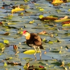 Irediparra gallinacea (Comb-crested Jacana) at Kununurra, WA - 17 Sep 2022 by AaronClausen