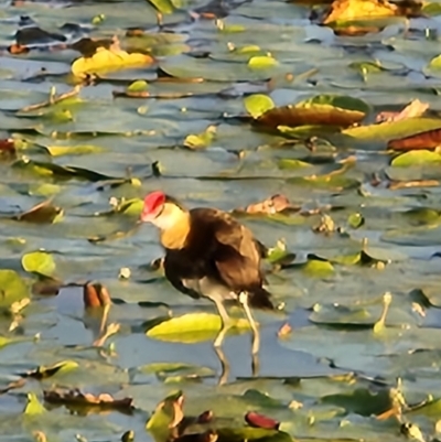 Irediparra gallinacea (Comb-crested Jacana) at Kununurra, WA - 17 Sep 2022 by AaronClausen