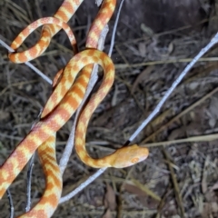 Boiga irregularis at Delamere, NT - 16 Sep 2022