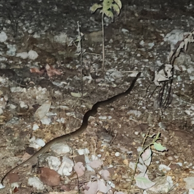 Liasis olivaceus at Litchfield Park, NT - 15 Sep 2022 by AaronClausen