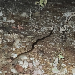 Unidentified Snake at Litchfield Park, NT - 15 Sep 2022 by AaronClausen