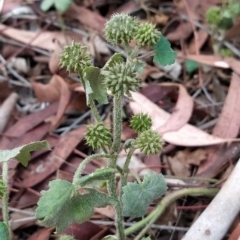 Hydrocotyle laxiflora (Stinking Pennywort) at Fadden, ACT - 22 Feb 2023 by KumikoCallaway