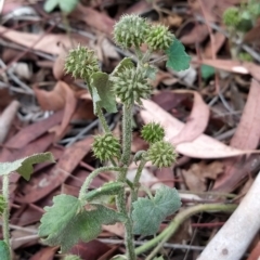 Hydrocotyle laxiflora (Stinking Pennywort) at Fadden, ACT - 21 Feb 2023 by KumikoCallaway